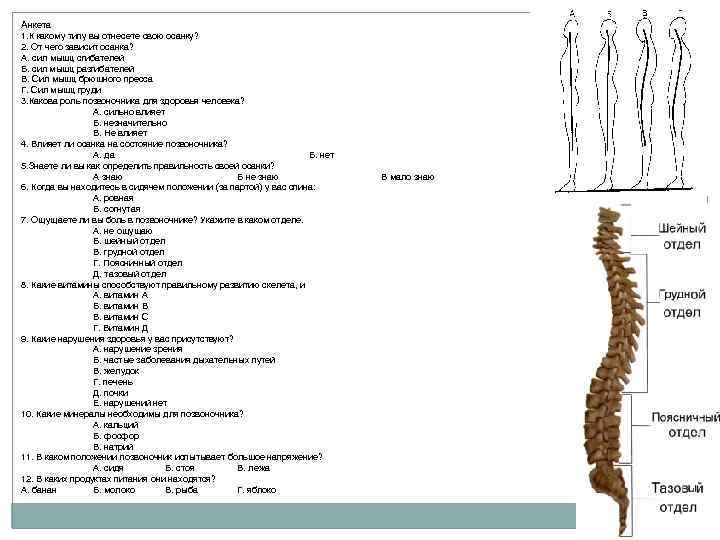 Анкета 1. К какому типу вы отнесете свою осанку? 2. От чего зависит осанка?
