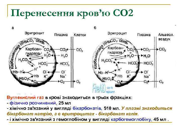 Перенесення кров’ю СО 2 Вуглекислий газ в крові знаходиться в трьох фракціях: - фізично