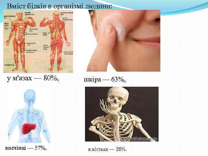 Вміст білків в організмі людини: в шкірі — 63%, у м'язах — 80%, шкіра