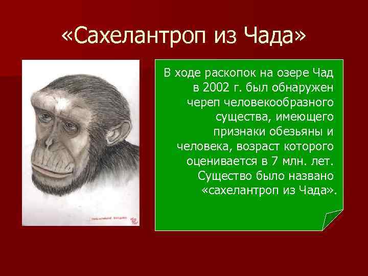  «Сахелантроп из Чада» В ходе раскопок на озере Чад в 2002 г. был