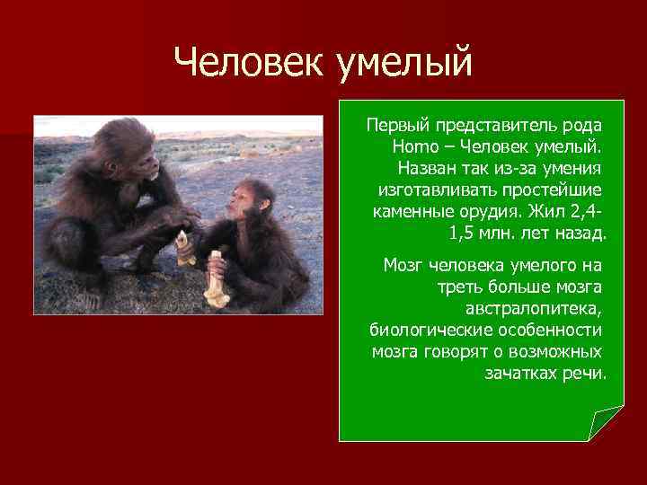 Человек умелый Первый представитель рода Homo – Человек умелый. Назван так из-за умения изготавливать