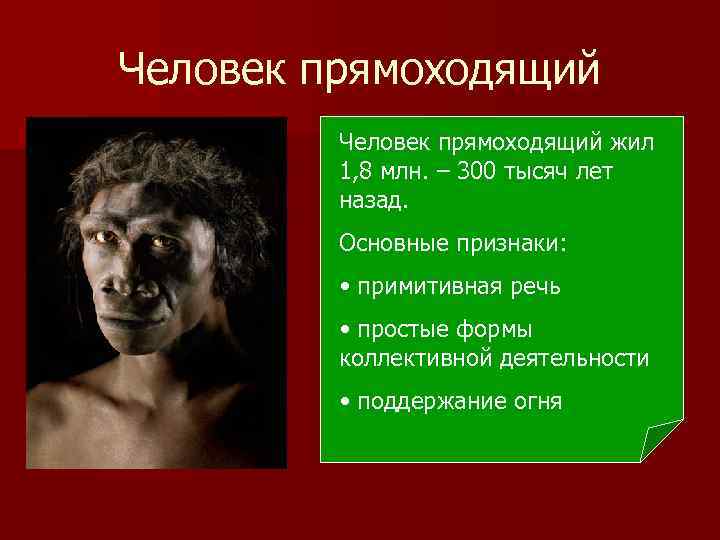 Человек прямоходящий жил 1, 8 млн. – 300 тысяч лет назад. Основные признаки: •