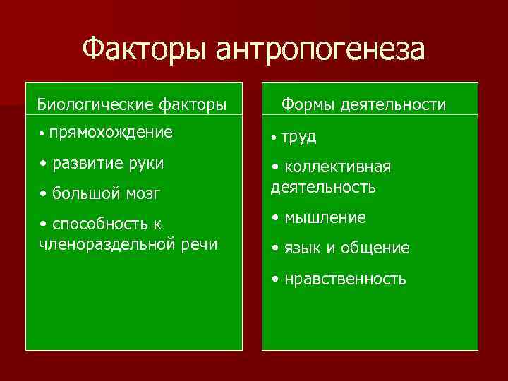 Факторы антропогенеза Биологические факторы • прямохождение • развитие руки • большой мозг • способность