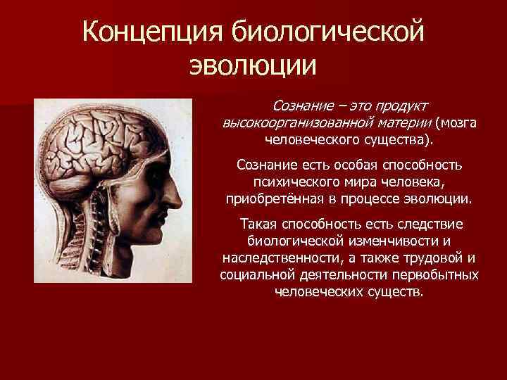Концепция биологической эволюции Сознание – это продукт высокоорганизованной материи (мозга человеческого существа). Сознание есть