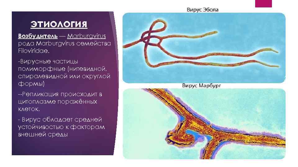 этиология Возбудитель — Marburgvirus рода Marburgvirus семейства Filoviridae. -Вирусные частицы полиморфные (нитевидной, спиралевидной или