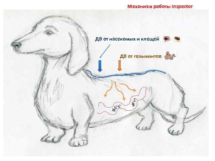 Механизм работы Inspector Механизм работы комплексных препаратов ДВ от насекомых и клещей ДВ от