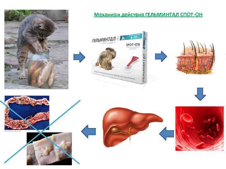 Механизм действия ГЕЛЬМИНТАЛ СПОТ-ОН 