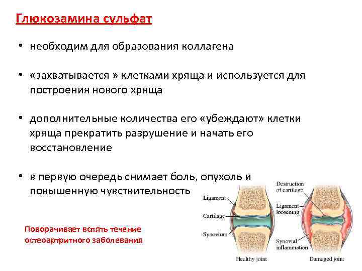 Глюкозамина сульфат • необходим для образования коллагена • «захватывается » клетками хряща и используется