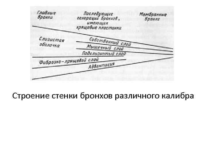 В структуре стенки бронхов малого калибра имеются оболочки