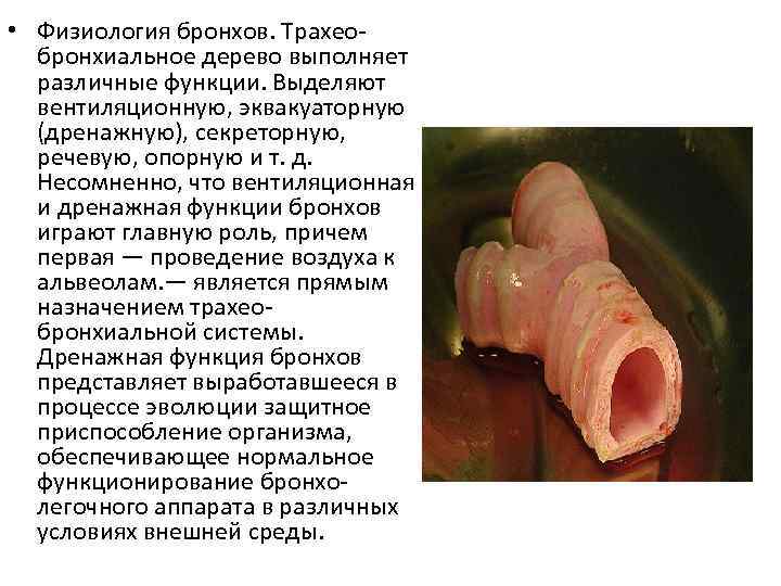  • Физиология бронхов. Трахеобронхиальное дерево выполняет различные функции. Выделяют вентиляционную, эквакуаторную (дренажную), секреторную,