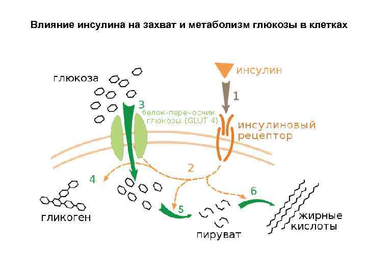 Влияние инсулина на захват и метаболизм глюкозы в клетках 