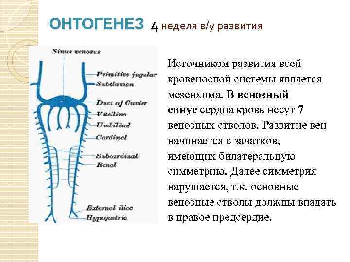 ОНТОГЕНЕЗ 4 неделя в/у развития Источником развития всей кровеносной системы является мезенхима. В венозный