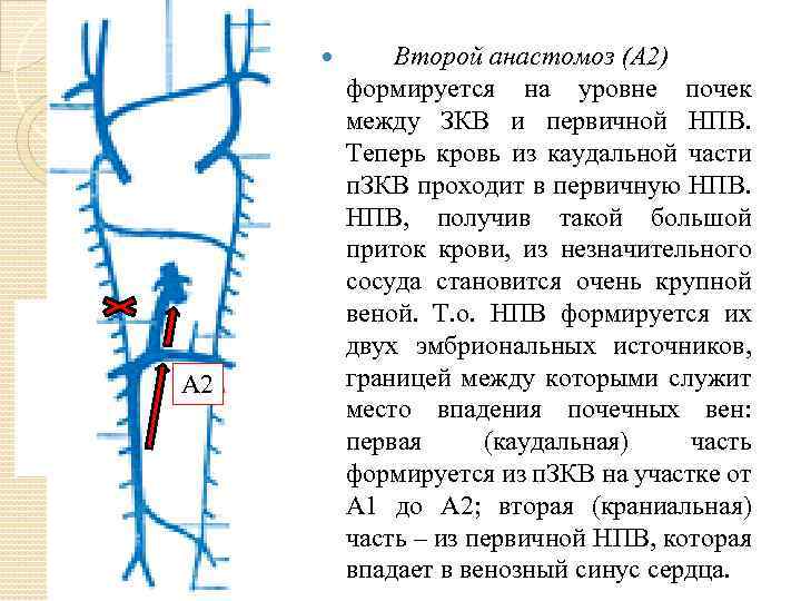  А 2 Второй анастомоз (А 2) формируется на уровне почек между ЗКВ и