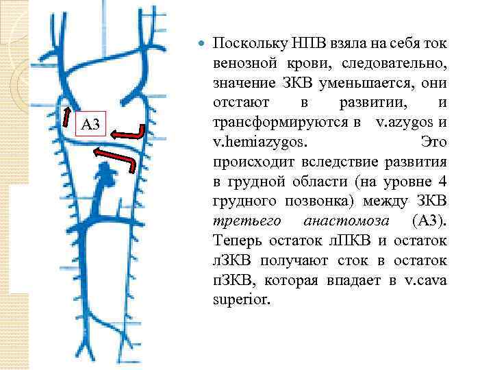 Нижней полой вены