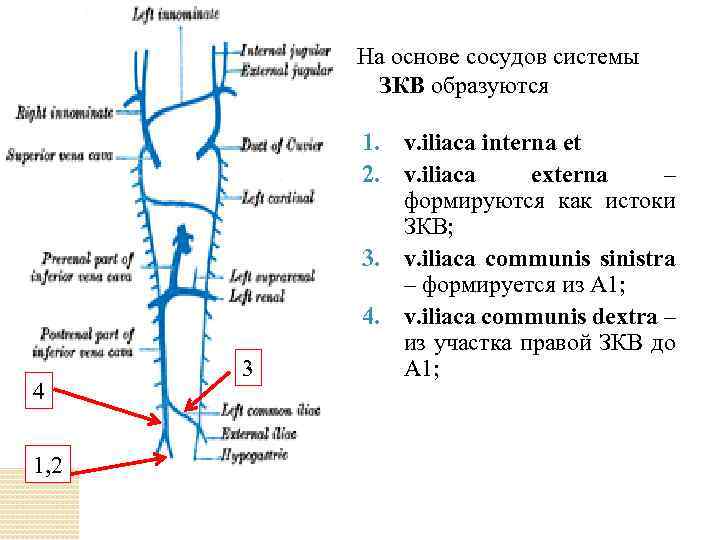 На основе сосудов системы ЗКВ образуются 4 1, 2 3 1. v. iliaca interna