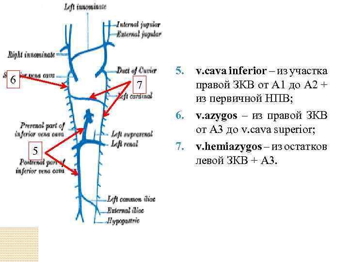 6 7 5 5. v. cava inferior – из участка правой ЗКВ от А