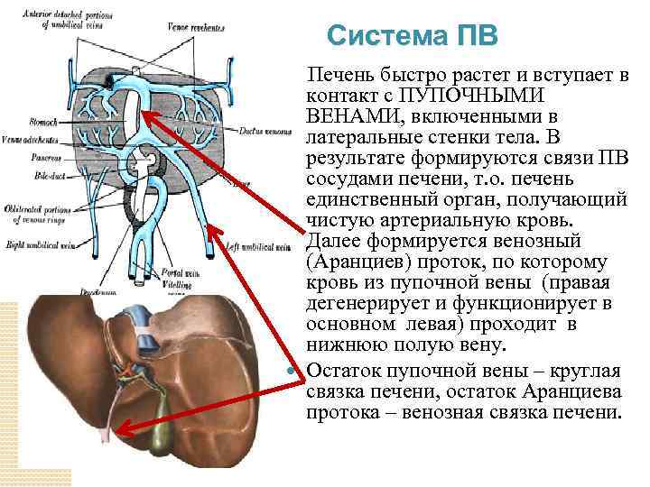 Система ПВ Печень быстро растет и вступает в контакт с ПУПОЧНЫМИ ВЕНАМИ, включенными в