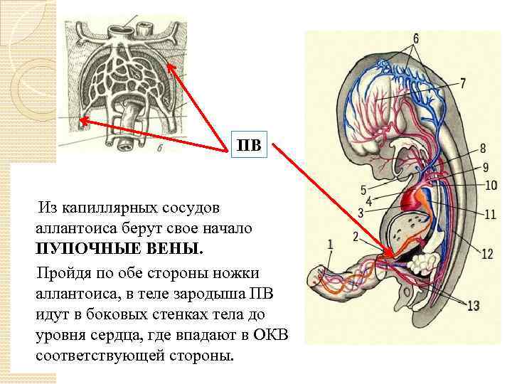 ПВ Из капиллярных сосудов аллантоиса берут свое начало ПУПОЧНЫЕ ВЕНЫ. Пройдя по обе стороны