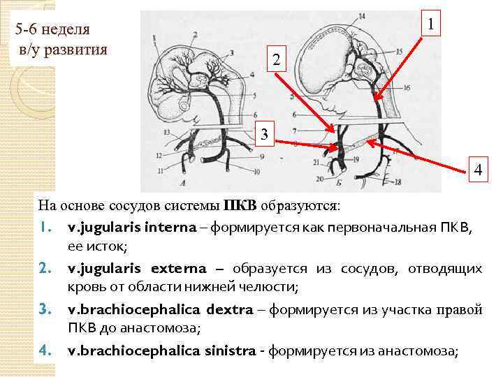 1 5 -6 неделя в/у развития 2 3 4 На основе сосудов системы ПКВ