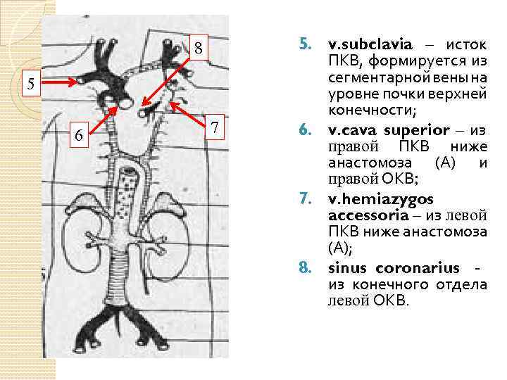 8 5 6 7 5. v. subclavia – исток ПКВ, формируется из сегментарной вены