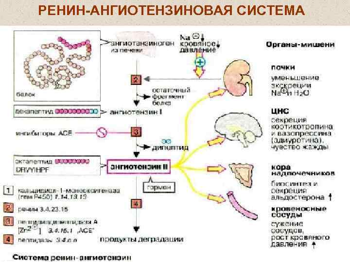 Схема раас биохимия