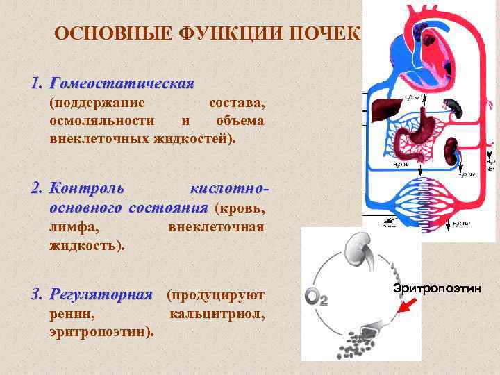 Функция почек синтез