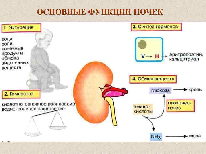 ОСНОВНЫЕ ФУНКЦИИ ПОЧЕК 