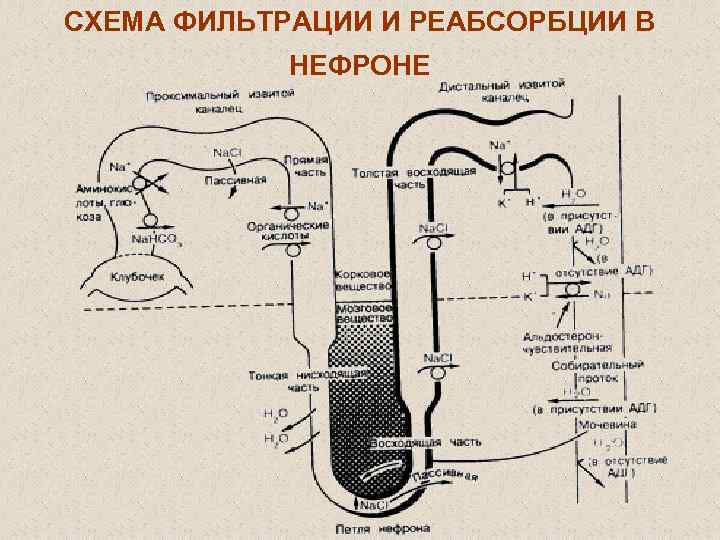 Схема реабсорбции в нефроне