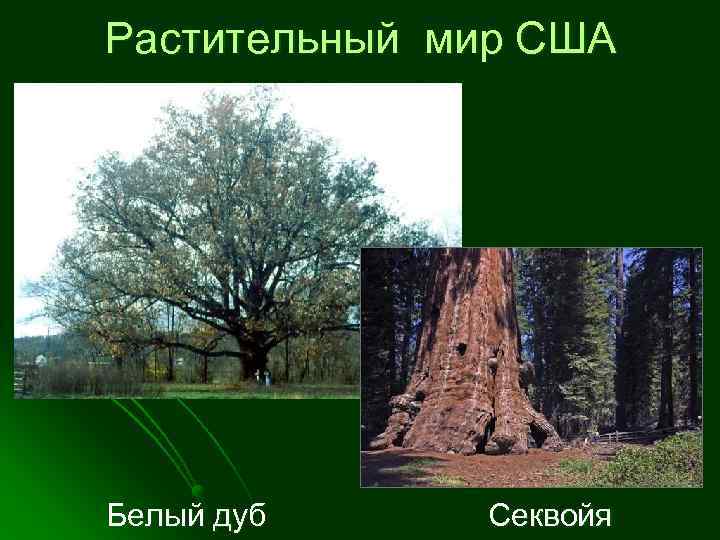 Растительный мир США Белый дуб Секвойя 