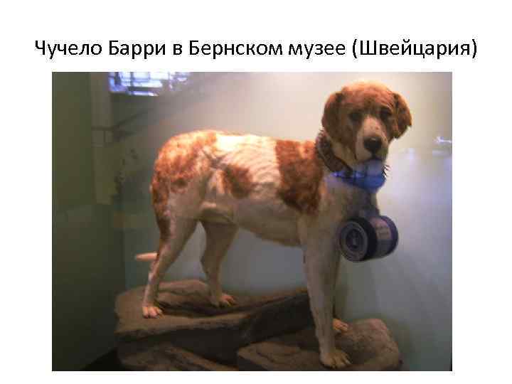Чучело Барри в Бернском музее (Швейцария) 