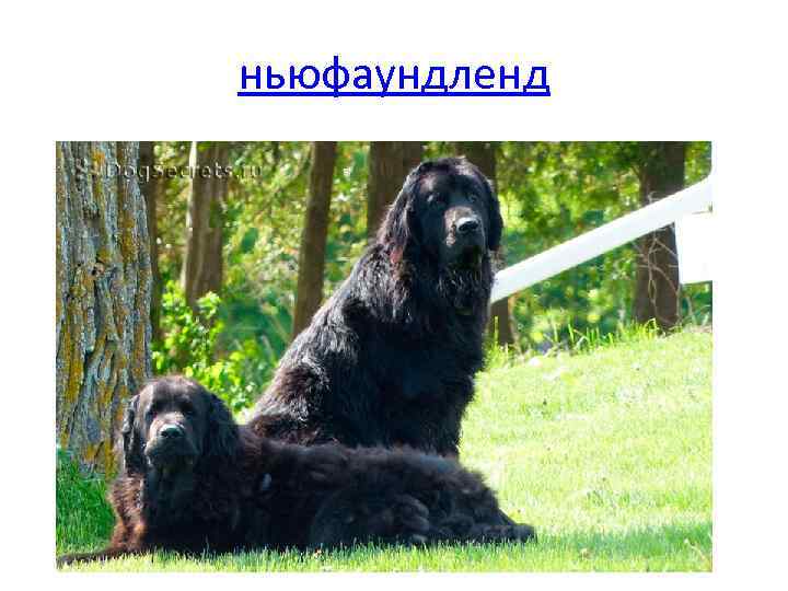 ньюфаундленд 