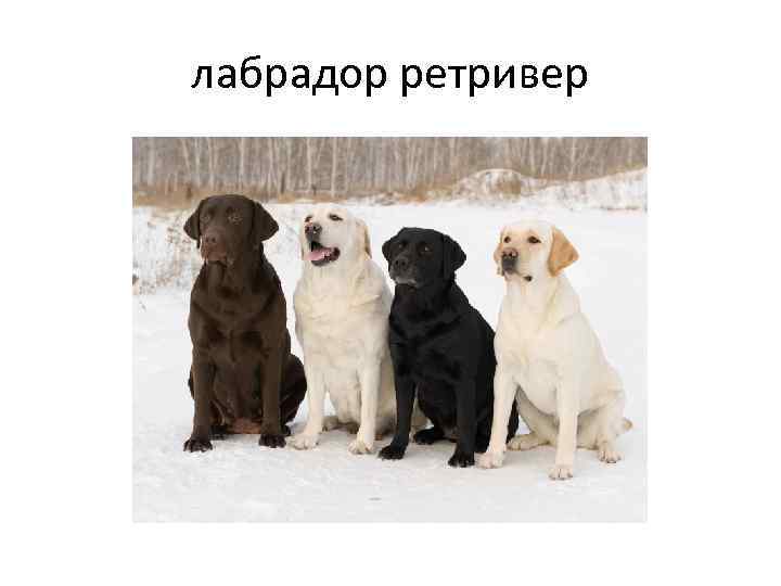 лабрадор ретривер 