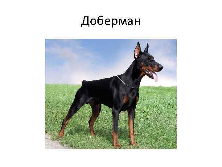 Доберман 