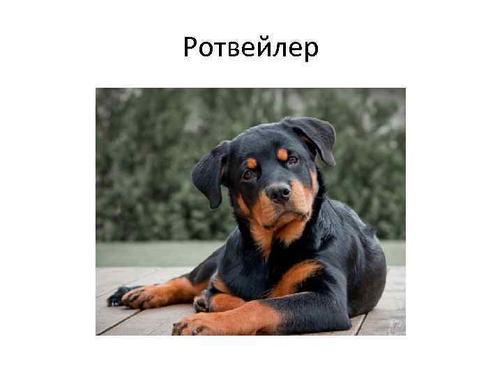Ротвейлер 