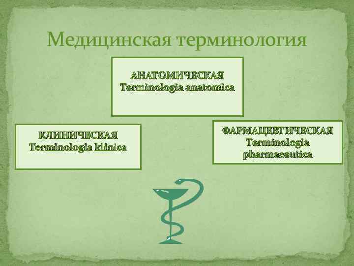 История русской медицинской терминологии презентация