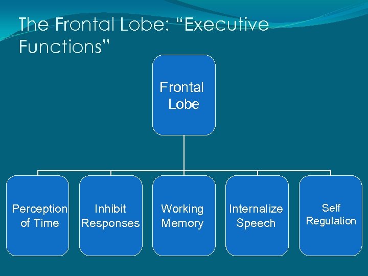 The Frontal Lobe: “Executive Functions” Frontal Lobe Perception of Time Inhibit Responses Working Memory
