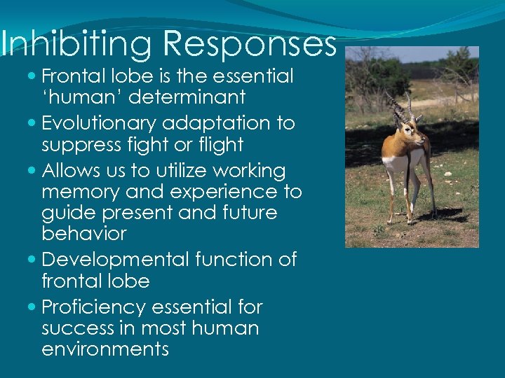 Inhibiting Responses Frontal lobe is the essential ‘human’ determinant Evolutionary adaptation to suppress fight