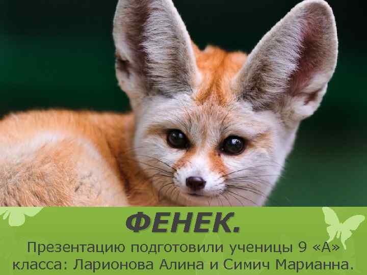 ФЕНЕК. Презентацию подготовили ученицы 9 «А» класса: Ларионова Алина и Симич Марианна. 