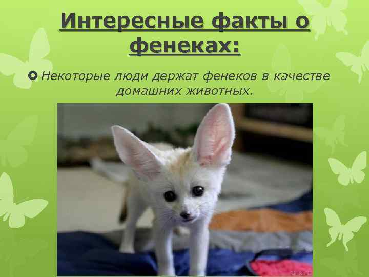 Интересные факты о фенеках: Некоторые люди держат фенеков в качестве домашних животных. 