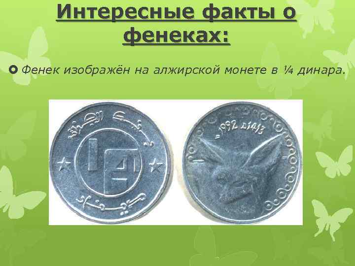 Интересные факты о фенеках: Фенек изображён на алжирской монете в ¼ динара. 