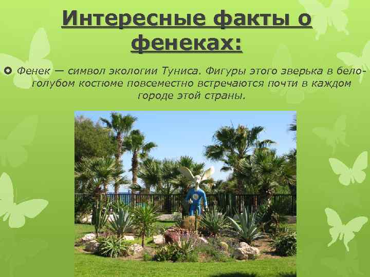 Интересные факты о фенеках: Фенек — символ экологии Туниса. Фигуры этого зверька в белоголубом