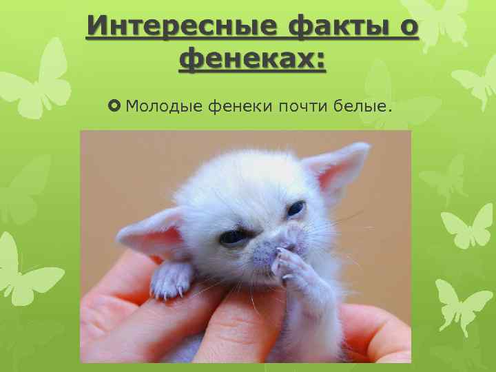  Молодые фенеки почти белые. 