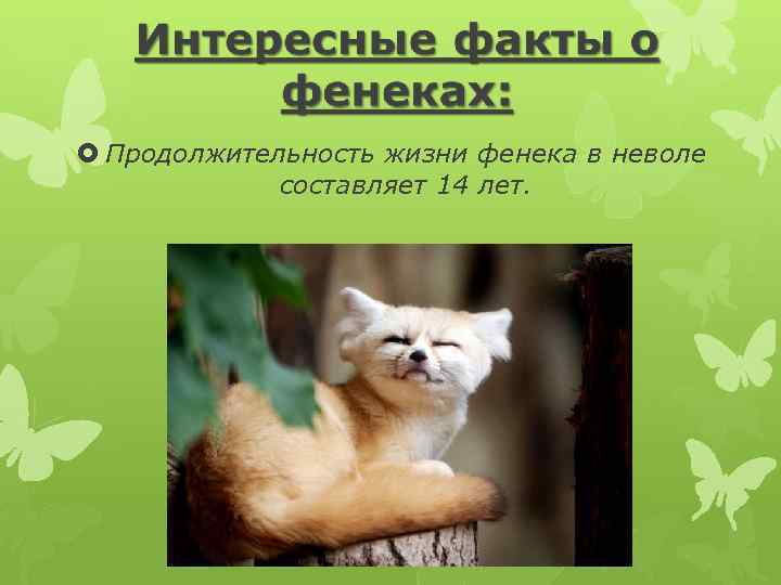  Продолжительность жизни фенека в неволе составляет 14 лет. 