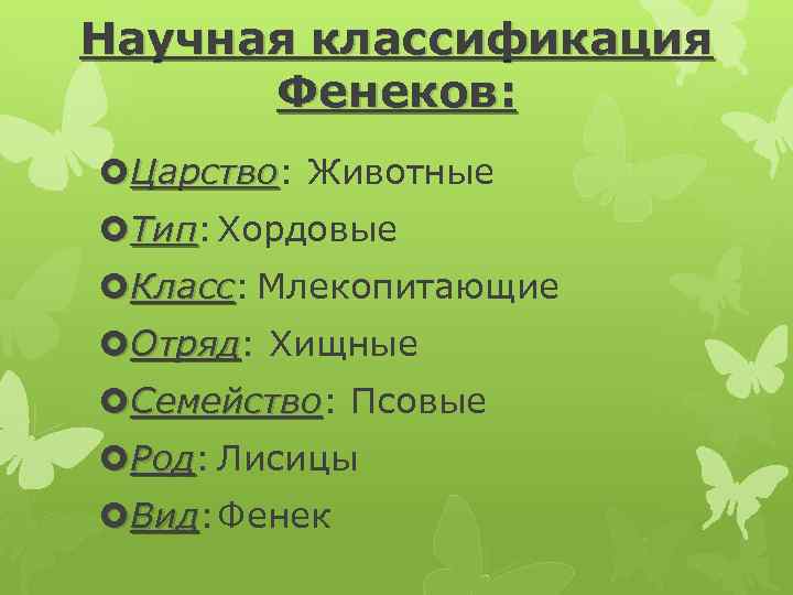 Систематическое положение лисицы обыкновенной