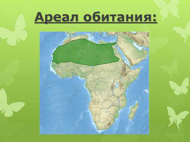 Какое место обитания. Фенек ареал обитания. Ареал обитания фенека на карте. Фенек место обитания. Лиса фенек ареал обитания.