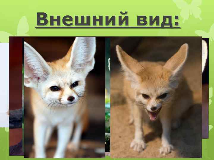 Внешний вид: 