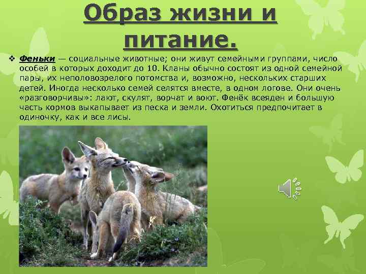 Образ жизни и питание. v Феньки — социальные животные; они живут семейными группами, число