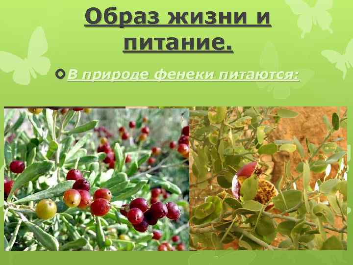 Образ жизни и питание. В природе фенеки питаются: 