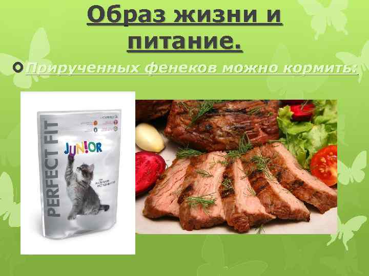 Образ жизни и питание. Прирученных фенеков можно кормить: 