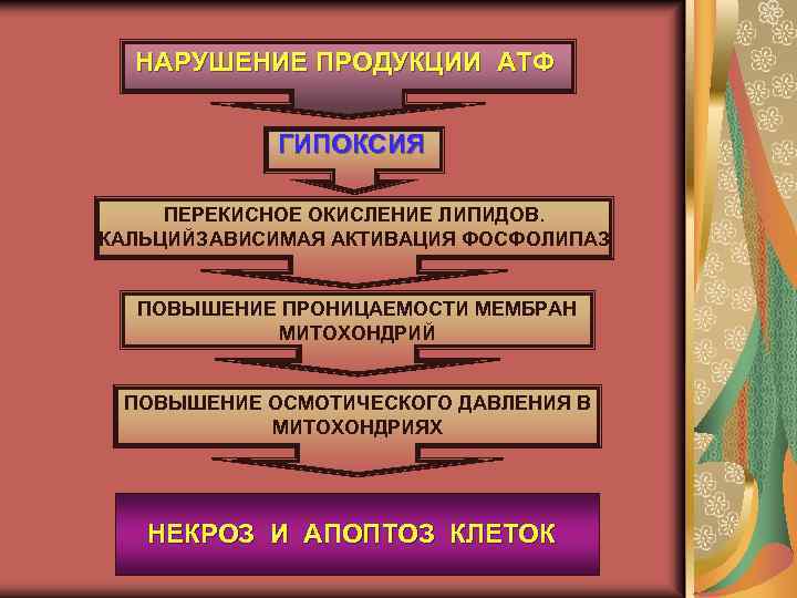 НАРУШЕНИЕ ПРОДУКЦИИ АТФ ГИПОКСИЯ ПЕРЕКИСНОЕ ОКИСЛЕНИЕ ЛИПИДОВ. КАЛЬЦИЙЗАВИСИМАЯ АКТИВАЦИЯ ФОСФОЛИПАЗ ПОВЫШЕНИЕ ПРОНИЦАЕМОСТИ МЕМБРАН МИТОХОНДРИЙ